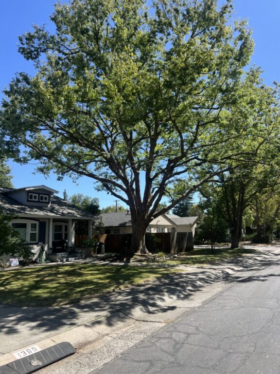 tree trimming, branch