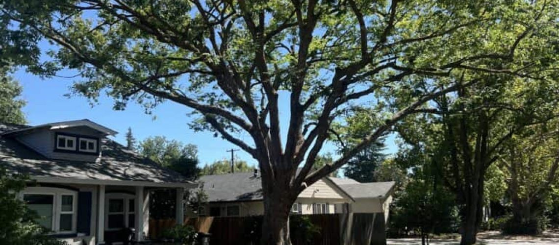 tree trimming, branch