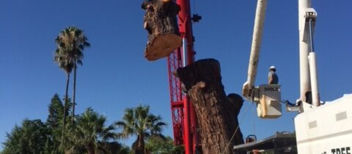 tree removal