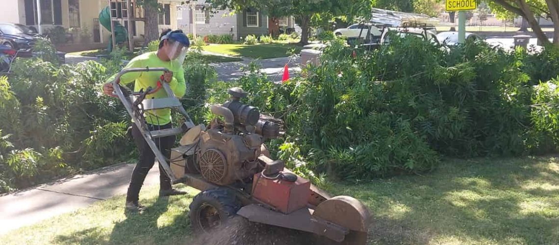 tree stump grinding